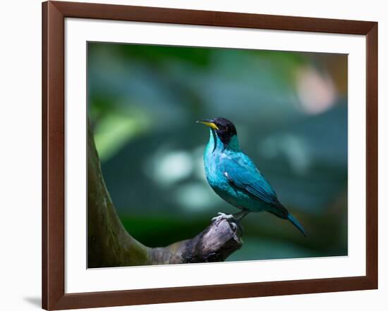 A Male Green Honeycreeper, Chlorophanes Spiza, in Atlantic Rainforest, Brazil-Alex Saberi-Framed Photographic Print