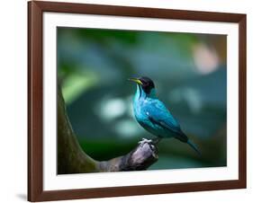 A Male Green Honeycreeper, Chlorophanes Spiza, in Atlantic Rainforest, Brazil-Alex Saberi-Framed Photographic Print