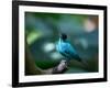 A Male Green Honeycreeper, Chlorophanes Spiza, in Atlantic Rainforest, Brazil-Alex Saberi-Framed Photographic Print