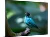 A Male Green Honeycreeper, Chlorophanes Spiza, in Atlantic Rainforest, Brazil-Alex Saberi-Mounted Photographic Print