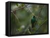 A Male Green Honeycreeper, Chlorophanes Spiza, Perching in a Tree in Ubatuba-Alex Saberi-Framed Stretched Canvas