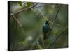 A Male Green Honeycreeper, Chlorophanes Spiza, Perching in a Tree in Ubatuba-Alex Saberi-Stretched Canvas