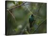 A Male Green Honeycreeper, Chlorophanes Spiza, Perching in a Tree in Ubatuba-Alex Saberi-Stretched Canvas