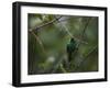 A Male Green Honeycreeper, Chlorophanes Spiza, Perching in a Tree in Ubatuba-Alex Saberi-Framed Premium Photographic Print