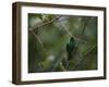 A Male Green Honeycreeper, Chlorophanes Spiza, Perching in a Tree in Ubatuba-Alex Saberi-Framed Photographic Print