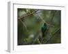 A Male Green Honeycreeper, Chlorophanes Spiza, Perching in a Tree in Ubatuba-Alex Saberi-Framed Photographic Print