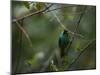 A Male Green Honeycreeper, Chlorophanes Spiza, Perching in a Tree in Ubatuba-Alex Saberi-Mounted Photographic Print