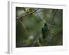 A Male Green Honeycreeper, Chlorophanes Spiza, Perching in a Tree in Ubatuba-Alex Saberi-Framed Photographic Print