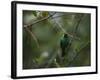 A Male Green Honeycreeper, Chlorophanes Spiza, Perching in a Tree in Ubatuba-Alex Saberi-Framed Photographic Print