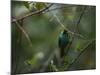 A Male Green Honeycreeper, Chlorophanes Spiza, Perching in a Tree in Ubatuba-Alex Saberi-Mounted Photographic Print