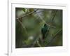 A Male Green Honeycreeper, Chlorophanes Spiza, Perching in a Tree in Ubatuba-Alex Saberi-Framed Photographic Print