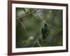 A Male Green Honeycreeper, Chlorophanes Spiza, Perching in a Tree in Ubatuba-Alex Saberi-Framed Photographic Print