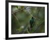 A Male Green Honeycreeper, Chlorophanes Spiza, Perching in a Tree in Ubatuba-Alex Saberi-Framed Photographic Print