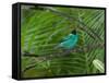 A Male Green Honeycreeper, Chlorophanes Spiza, Perching in a Tree in Ubatuba-Alex Saberi-Framed Stretched Canvas