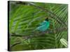 A Male Green Honeycreeper, Chlorophanes Spiza, Perching in a Tree in Ubatuba-Alex Saberi-Stretched Canvas