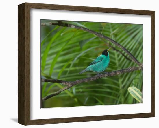 A Male Green Honeycreeper, Chlorophanes Spiza, Perching in a Tree in Ubatuba-Alex Saberi-Framed Photographic Print