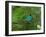 A Male Green Honeycreeper, Chlorophanes Spiza, Perching in a Tree in Ubatuba-Alex Saberi-Framed Photographic Print