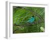 A Male Green Honeycreeper, Chlorophanes Spiza, Perching in a Tree in Ubatuba-Alex Saberi-Framed Photographic Print