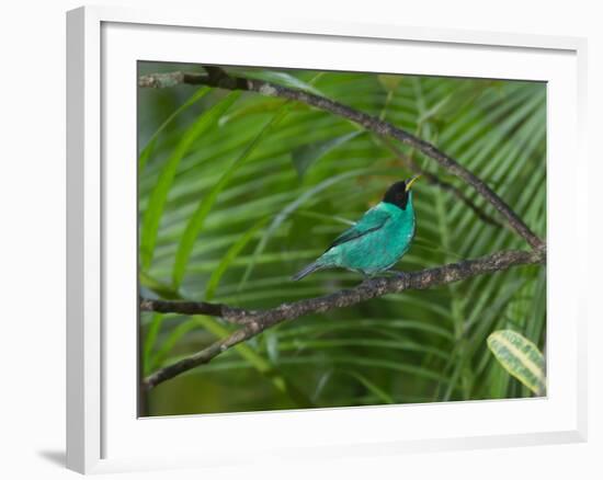 A Male Green Honeycreeper, Chlorophanes Spiza, Perching in a Tree in Ubatuba-Alex Saberi-Framed Photographic Print