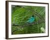 A Male Green Honeycreeper, Chlorophanes Spiza, Perching in a Tree in Ubatuba-Alex Saberi-Framed Photographic Print