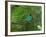 A Male Green Honeycreeper, Chlorophanes Spiza, Perching in a Tree in Ubatuba-Alex Saberi-Framed Photographic Print