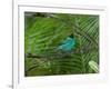 A Male Green Honeycreeper, Chlorophanes Spiza, Perching in a Tree in Ubatuba-Alex Saberi-Framed Photographic Print