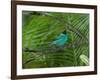 A Male Green Honeycreeper, Chlorophanes Spiza, Perching in a Tree in Ubatuba-Alex Saberi-Framed Photographic Print