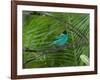 A Male Green Honeycreeper, Chlorophanes Spiza, Perching in a Tree in Ubatuba-Alex Saberi-Framed Photographic Print