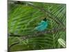 A Male Green Honeycreeper, Chlorophanes Spiza, Perching in a Tree in Ubatuba-Alex Saberi-Mounted Photographic Print