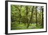 A Male Hikes Through Enchanted Valley in the Olympic National Park, Washington-Ben Herndon-Framed Photographic Print