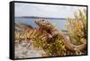 A Male Ibiza Wall Lizard on the Island of Negra Norte-Day's Edge Productions-Framed Stretched Canvas