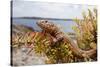 A Male Ibiza Wall Lizard on the Island of Negra Norte-Day's Edge Productions-Stretched Canvas