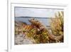 A Male Ibiza Wall Lizard on the Island of Negra Norte-Day's Edge Productions-Framed Photographic Print