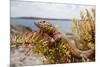 A Male Ibiza Wall Lizard on the Island of Negra Norte-Day's Edge Productions-Mounted Photographic Print