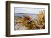 A Male Ibiza Wall Lizard on the Island of Negra Norte-Day's Edge Productions-Framed Photographic Print