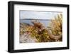 A Male Ibiza Wall Lizard on the Island of Negra Norte-Day's Edge Productions-Framed Photographic Print