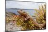 A Male Ibiza Wall Lizard on the Island of Negra Norte-Day's Edge Productions-Mounted Photographic Print