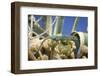 A Male Ibiza Wall Lizard Perched on a Cactus in Ca Mari, Formentera-Day's Edge Productions-Framed Photographic Print