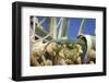 A Male Ibiza Wall Lizard Perched on a Cactus in Ca Mari, Formentera-Day's Edge Productions-Framed Photographic Print