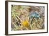 A Male Ibiza Wall Lizard Visits a Flowering Thistle to Feed on Nectar on Formentera Island, Spain-Neil Losin-Framed Photographic Print