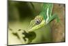 A Male Knight Anole in Southern Florida-Neil Losin-Mounted Photographic Print