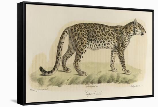 A Male Leopard-null-Framed Stretched Canvas