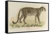 A Male Leopard-null-Framed Stretched Canvas
