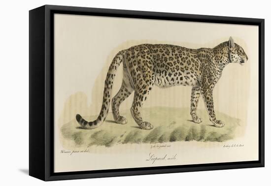 A Male Leopard-null-Framed Stretched Canvas