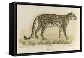 A Male Leopard-null-Framed Stretched Canvas