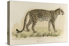 A Male Leopard-null-Stretched Canvas