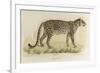 A Male Leopard-null-Framed Giclee Print