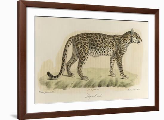 A Male Leopard-null-Framed Giclee Print