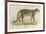 A Male Leopard-null-Framed Giclee Print