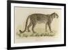 A Male Leopard-null-Framed Giclee Print
